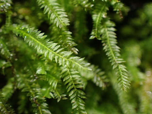 Rhizogonium novae-hollandiae observed 2025-07-25