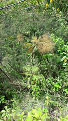 Bocconia frutescens
