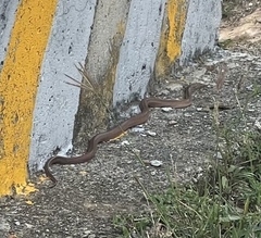 Cu Lao Cham Kukri Snake photo 2