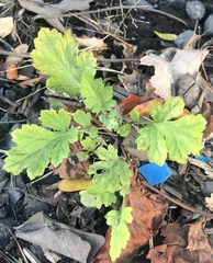 Magnoliopsida