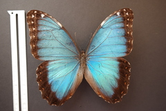 Morpho helenor narcissus