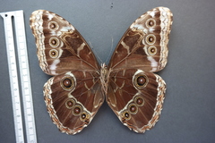 Morpho helenor narcissus