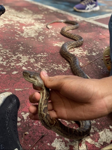 Hispaniolan Boa
