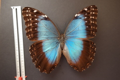 Morpho helenor narcissus