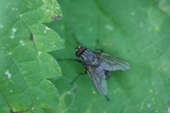 Helina evecta