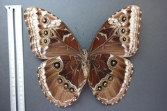 Morpho helenor narcissus