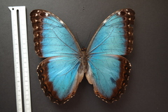 Morpho helenor narcissus