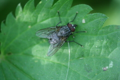 Helina evecta