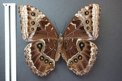 Morpho helenor narcissus