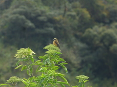 Ochthoeca fumicolor