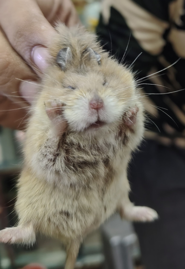 Desert Hamster