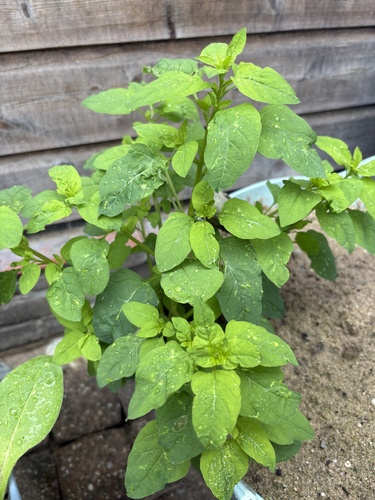Manyseed goosefoot (Chenopodium polyspermum)