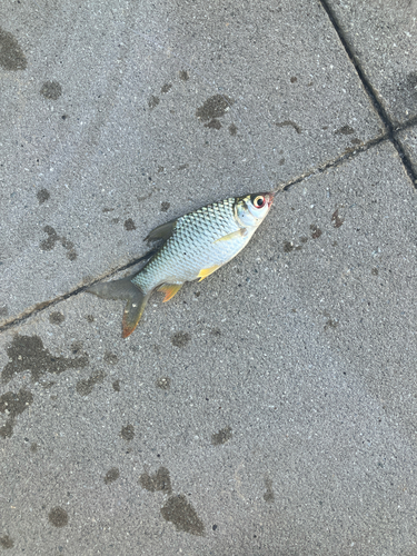 Java Barb (Barbonymus gonionotus)