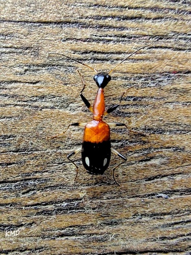 Archicolliuris bimaculata