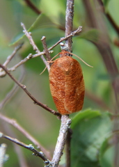 Choristoneura obsoletana