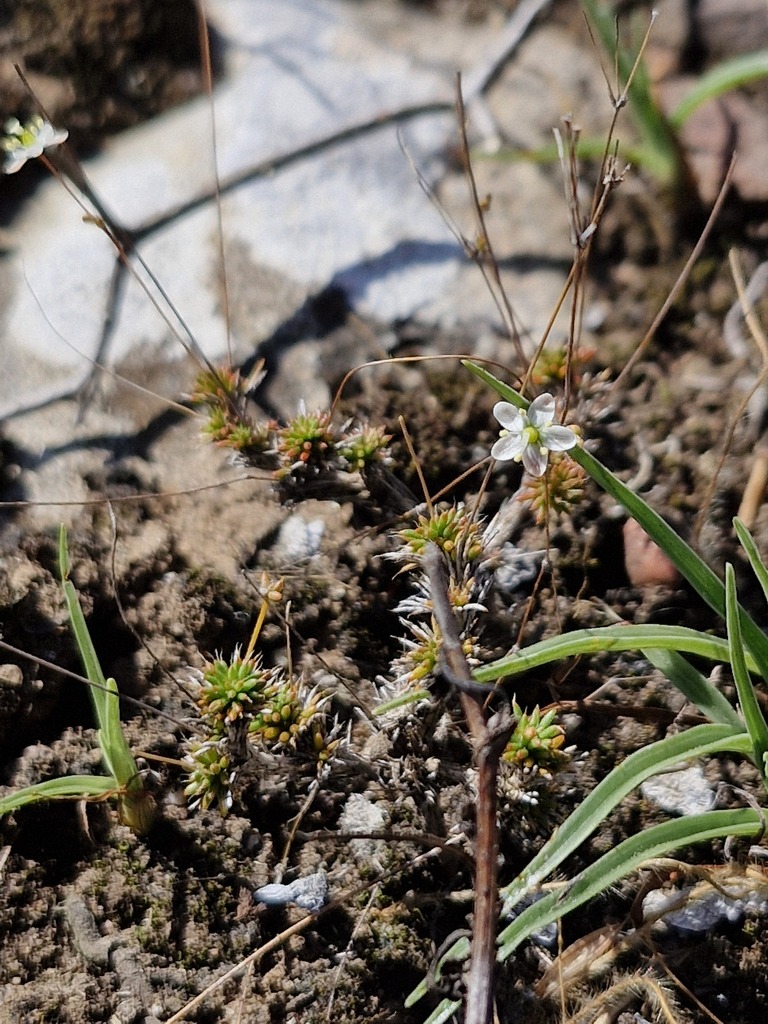 Pharnaceum trigonum