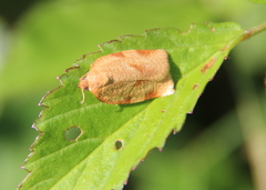 Choristoneura obsoletana