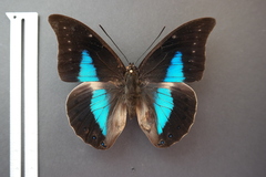 Archaeoprepona phaedra aelia