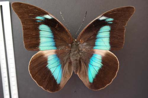 One-spotted Prepona
