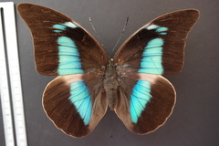 Archaeoprepona demophon centralis