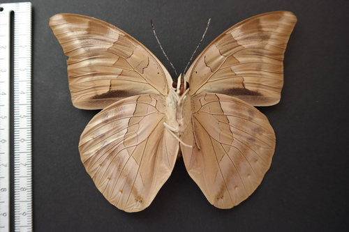 One-spotted Prepona