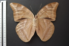 Archaeoprepona demophon centralis