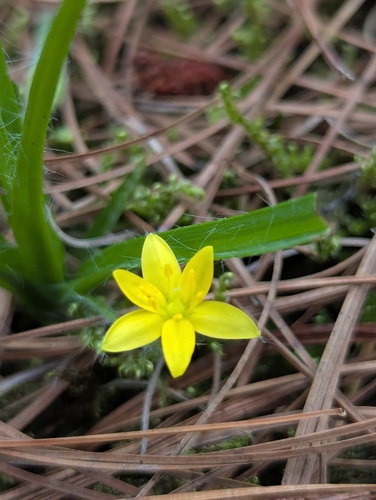 Hypoxis aurea (Hypoxis aurea)
