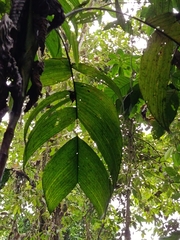 Synechanthus warscewiczianus, photograph (c) Ileana Herrera, some rights reserved (CC BY)