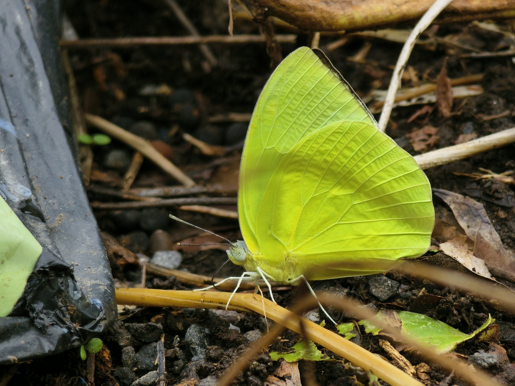 Lemon Emigrant