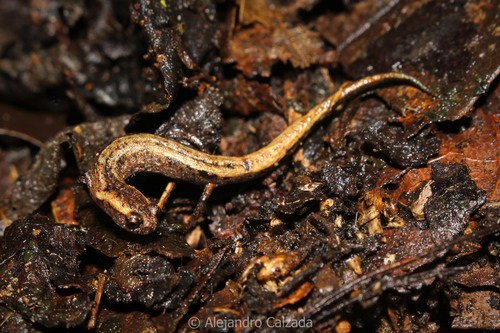 Townsend's Dwarf Salamander