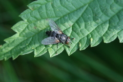 Voria ruralis