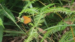 Junonia hedonia