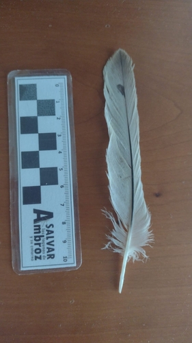 Plume de Élanion blanc