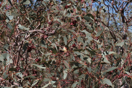 Eucalyptus kingsmillii, photograph 6