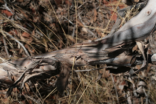 Eucalyptus kingsmillii, photograph 5