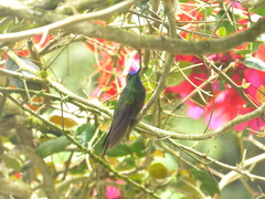 Heliodoxa leadbeateri