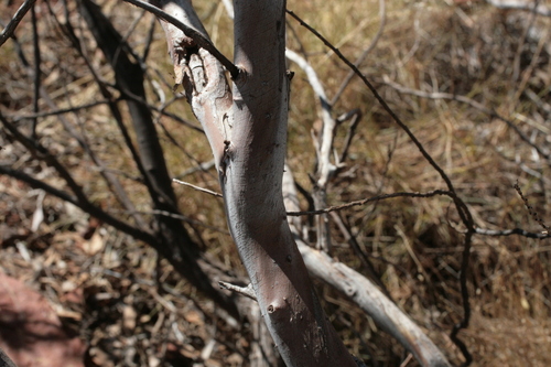 Eucalyptus kingsmillii, photograph 1