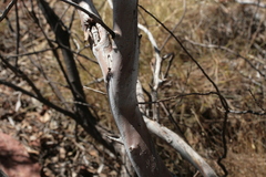 (c) Benjamin Anderson, some rights reserved (CC BY) Eucalyptus kingsmillii, photograph (c) Benjamin Anderson, some rights reserved (CC BY)