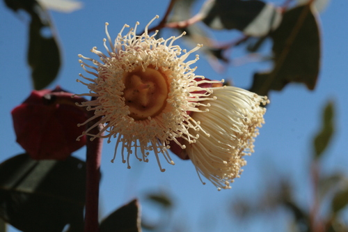 Kingsmill's Mallee (Eucalyptus kingsmillii)