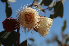 Eucalyptus kingsmillii