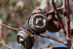 (c) Benjamin Anderson, some rights reserved (CC BY) Eucalyptus kingsmillii, photograph (c) Benjamin Anderson, some rights reserved (CC BY)