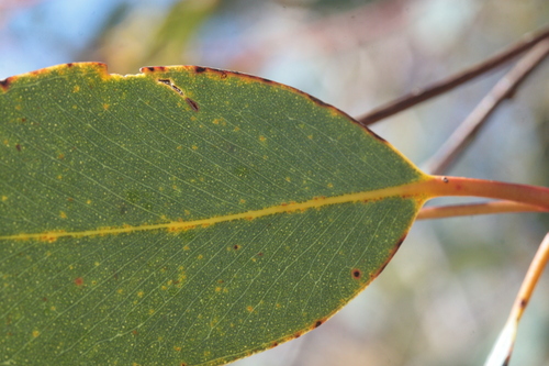 Eucalyptus kingsmillii, photograph 4