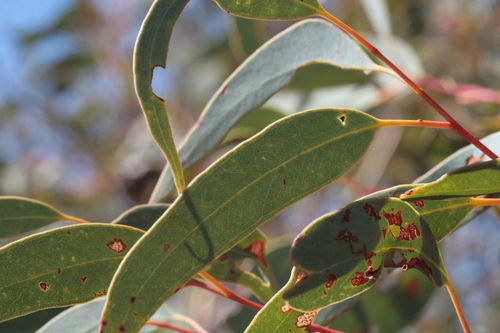 Eucalyptus kingsmillii, photograph 3