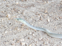 Philothamnus hoplogaster