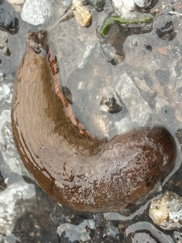 Arion ater rufus