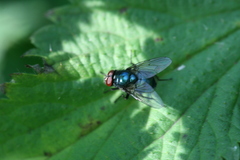 Eudasyphora