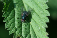 Eudasyphora