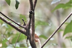 Triacanthagyna trifida