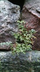 Asplenium ruta-muraria
