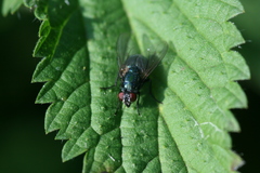Eudasyphora